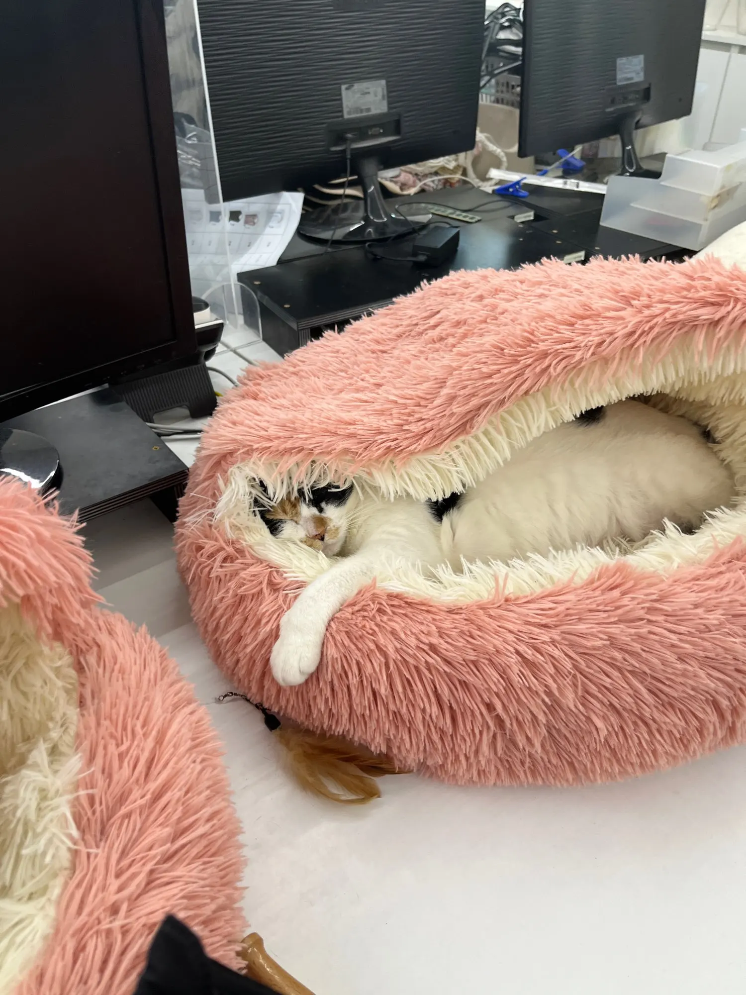 Plush Paws Round Cat Bed: Cozy Nest for Your Feline Friend photo review