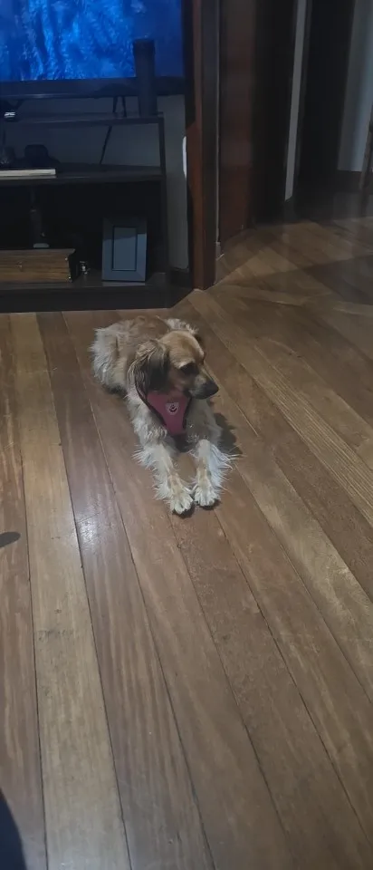 Summer Cat Dog Harness Lead Leash Adjustable Vest Polyester Mesh photo review