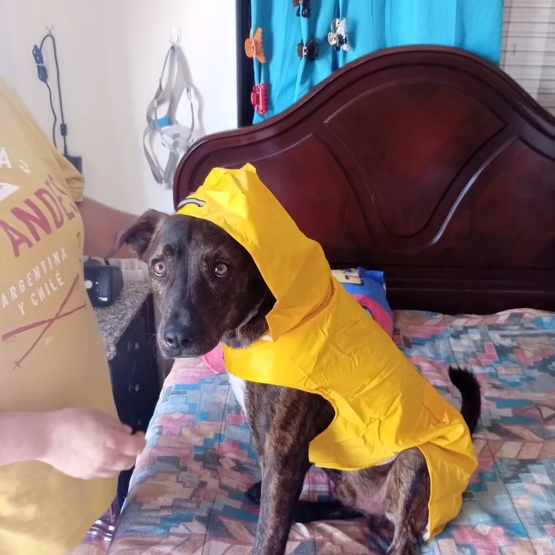 Convenient Raincoat To Keep Dogs Dry On Rainy Days