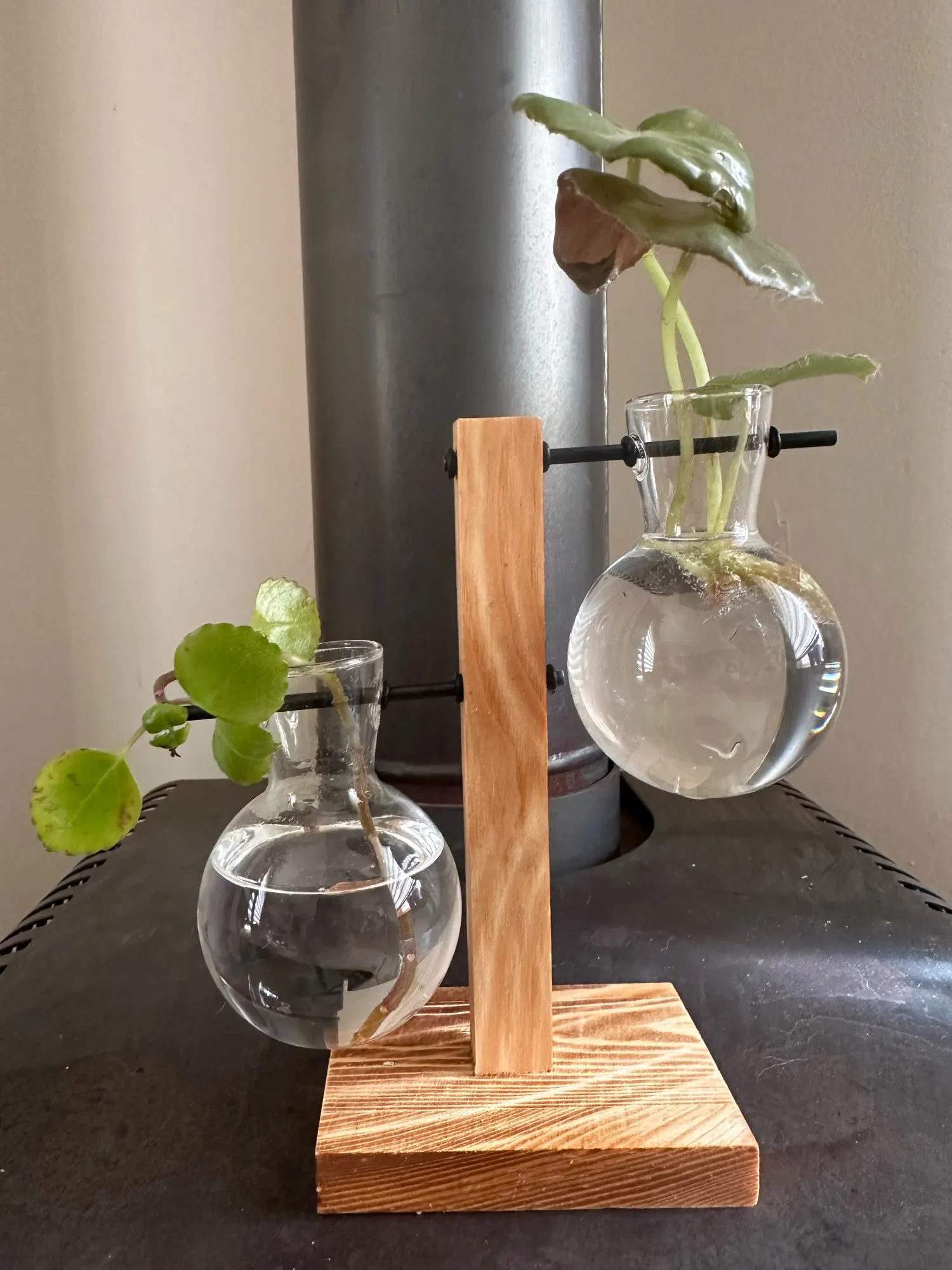 Hydroponic Plant Terrarium Vase photo review