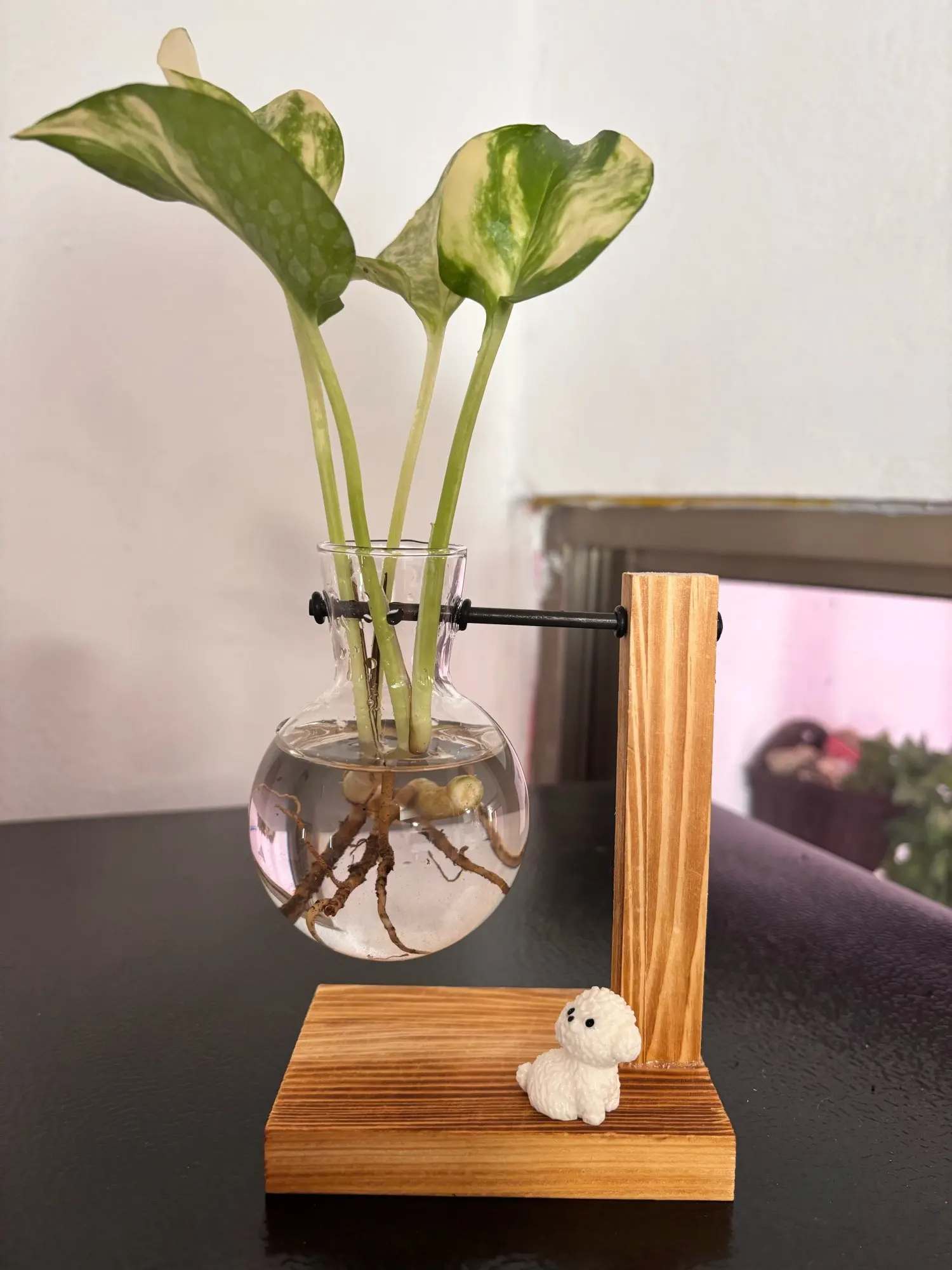 Hydroponic Plant Terrarium Vase photo review