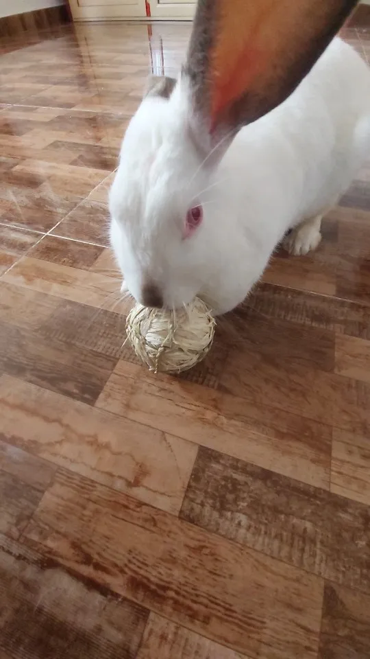 Grassy Fun: 7cm Braided Ball Chew Toy for Small Animals photo review