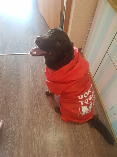 Waterproof Raincoat For Dog And Owner - With Printed Text photo review