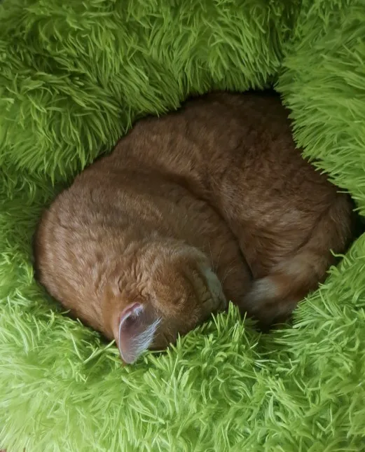 Plush Donut Dog Bed: Cozy Comfort for Dogs and Cats Alike photo review