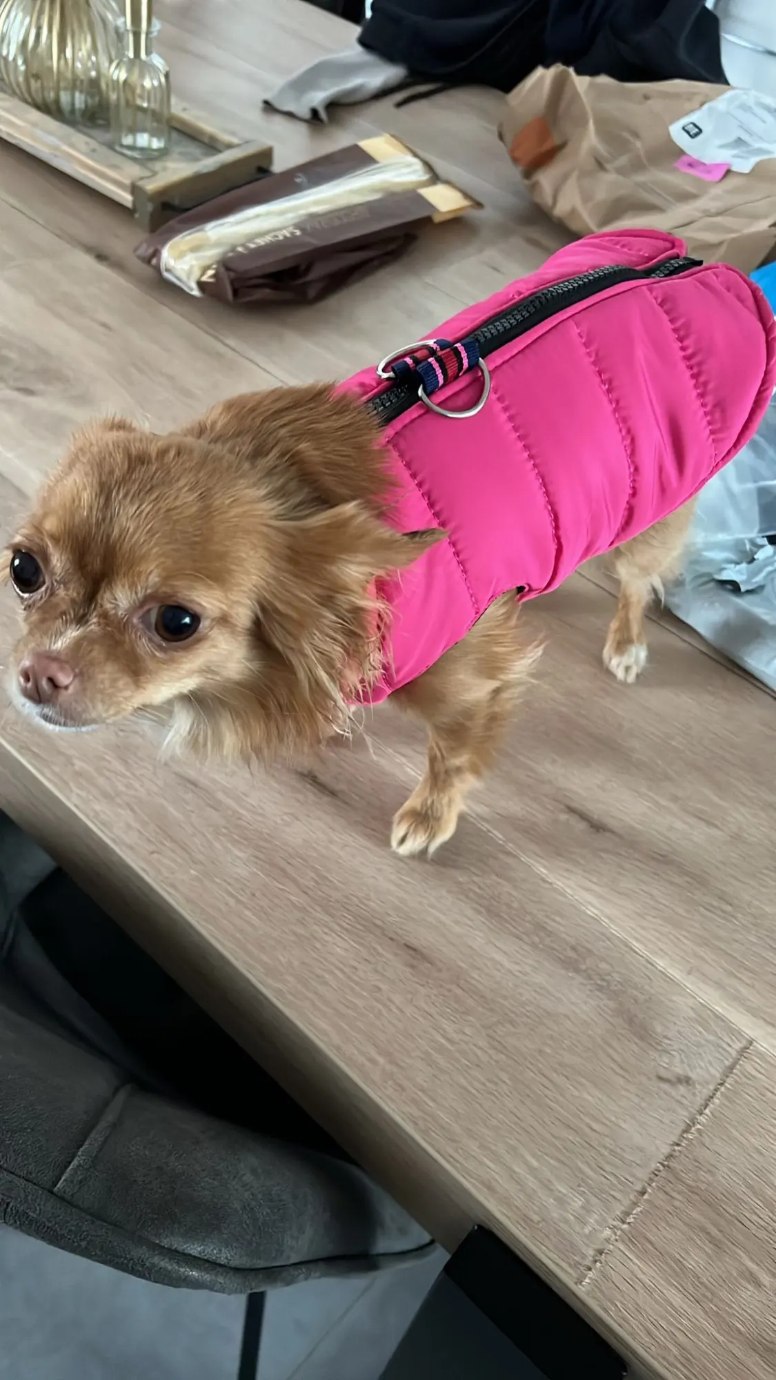Cozy Clothing for Small to Medium Dogs and Cats, Perfect for Chihuahuas and French Bulldogs photo review