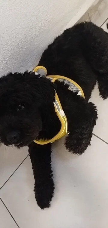 Harnais réglable pour petit chien et chat + laisse – Gilet pour Chihuahua, Bouledogue français, Carlin, promenade extérieure confortable photo review