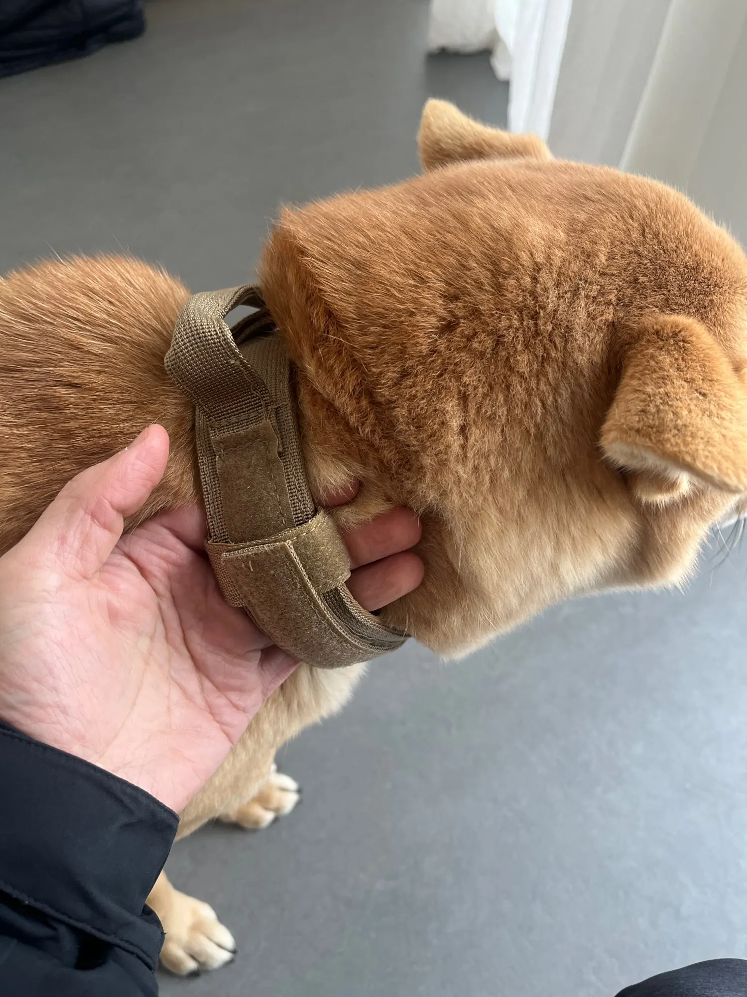 Rugged Tactical Gear: Military-Grade Collar & Bungee Leash for Large Dogs photo review