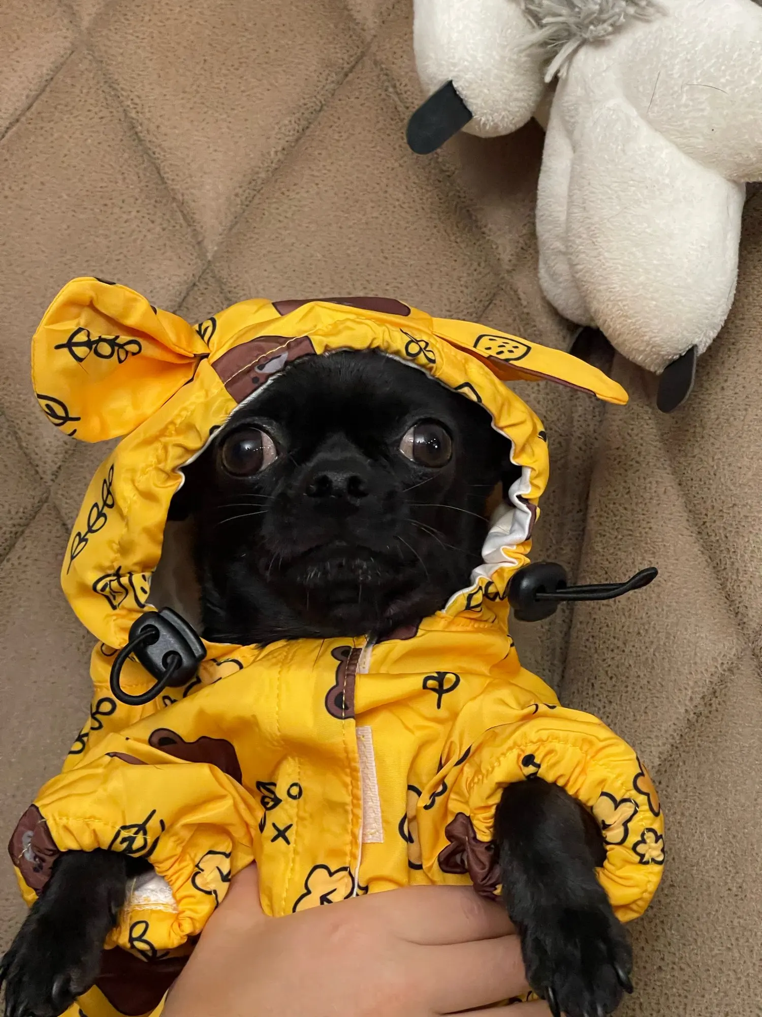 Exciting Cartoon Raincoat - What To Wear For dogs In The Rainy Season? photo review