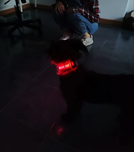 3 Light Modes - Dog Reflective Collar photo review