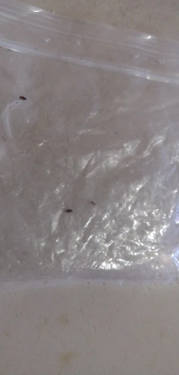 Cat Anti Flea Drops Flea Lice Remove Relieve Skin Itching External Insect Repellent Deworming Supplies Pet Tick Treatment Drops photo review