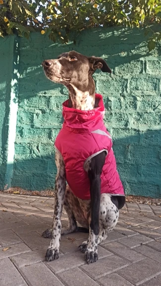 Winter Warm Dog Clothes Waterproof - Reflective photo review