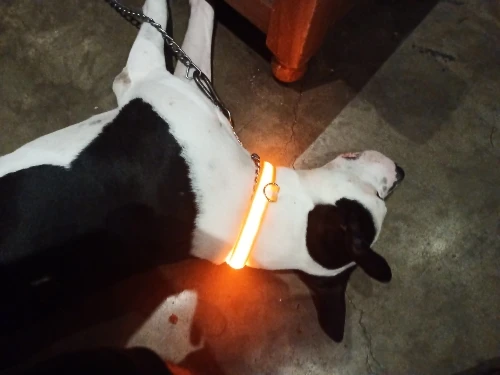 GlowSafe – Leuchtendes Halsband & Leine für maximale Sichtbarkeit bei Nacht photo review