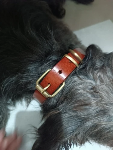 Dogs Genuine Leather Collars photo review