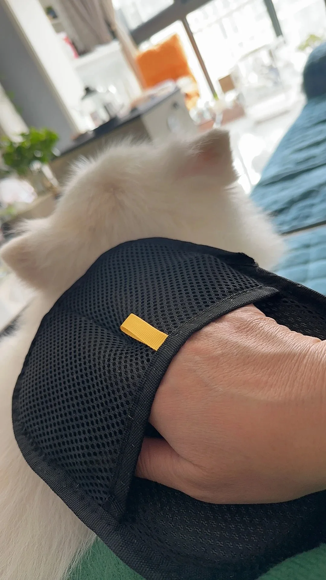 Pet Electrostatic Hair Removal Gloves Dog Cat Hair Removal Brush photo review