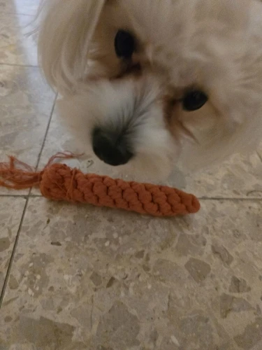 Carrot Rope Pet Toy photo review