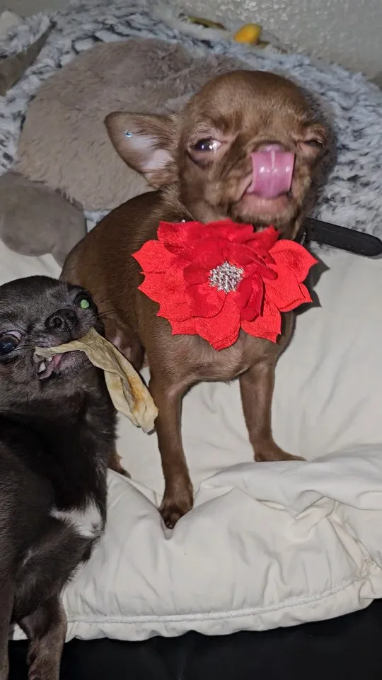 Sparkle Paws, Rhinestone Dog Collar with Floral Accent for Stylish Pets photo review