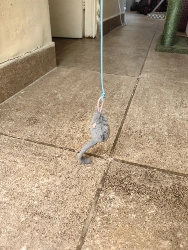  Jeu garanti pour votre chat … sans bouger ️ !