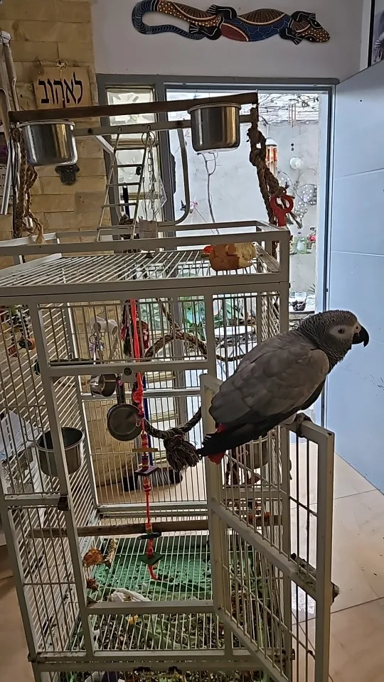 Birdie Buffet, Stainless Steel Pot Toy for Parrots photo review