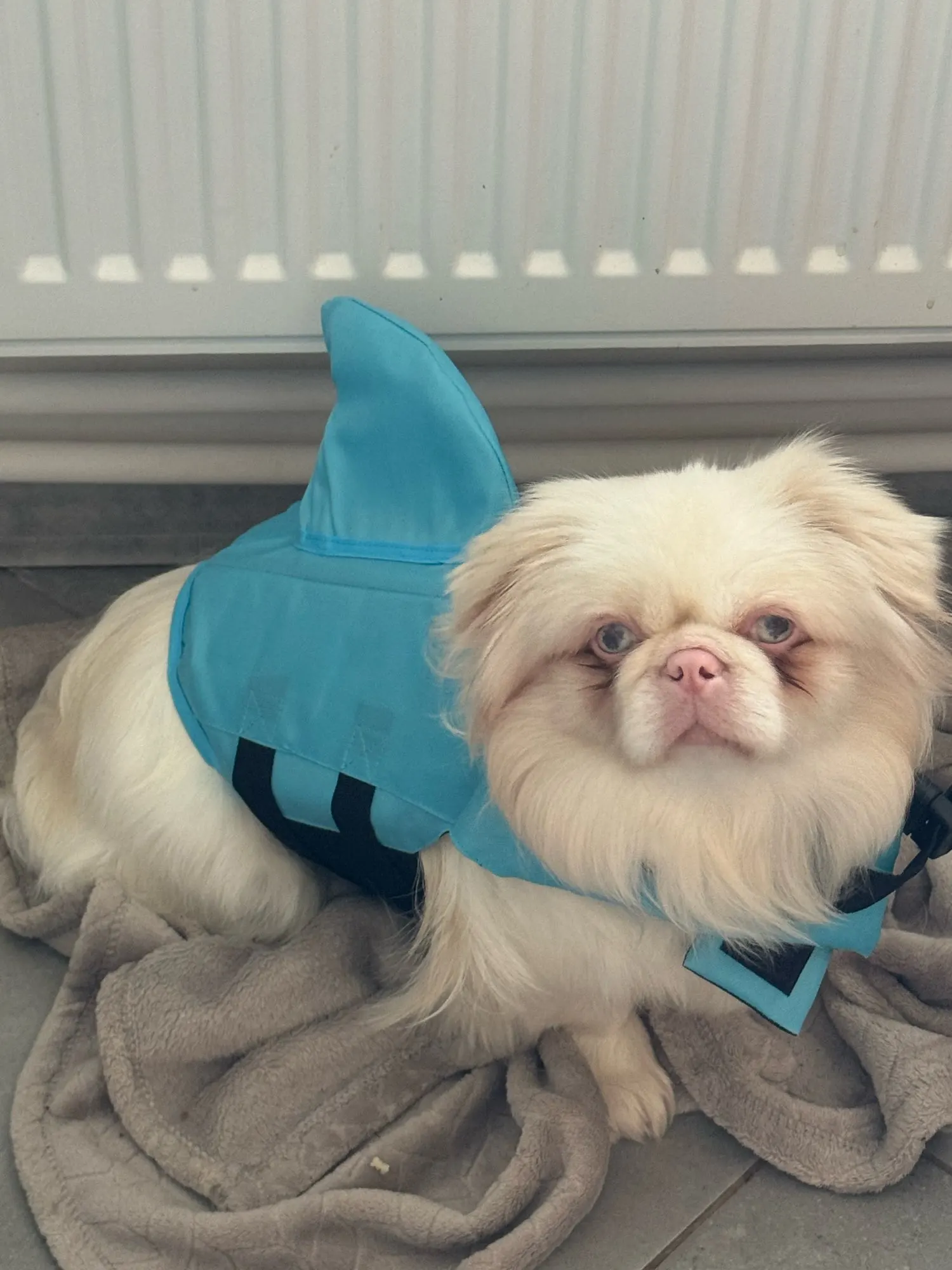 Chaleco Salvavidas Tiburón Para Perro