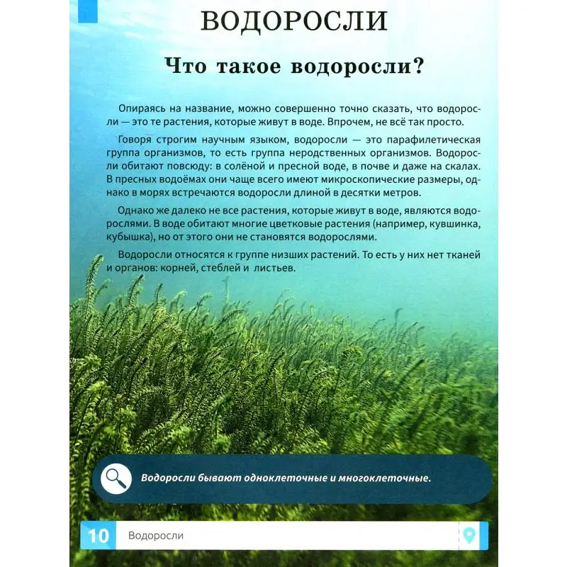 Фото Книга Растения Филатов Максим Алексеевич №2