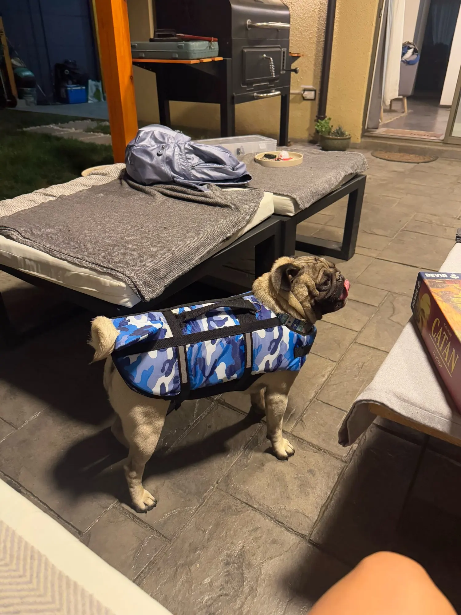 Chaleco Salvavidas Tiburón Con Estillo Para Perro