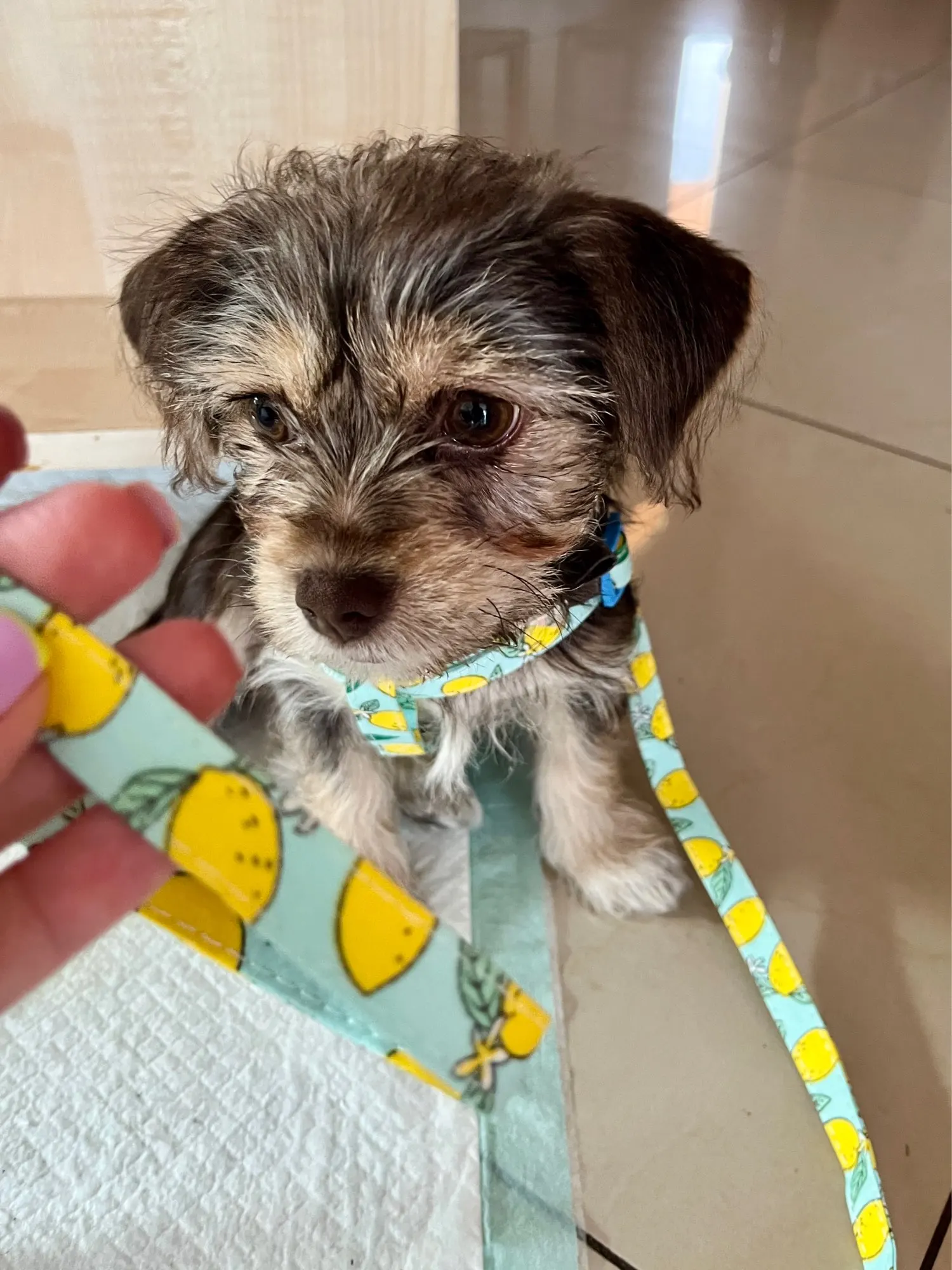 Breathable Reflective Pet Chest Strap, Ensuring Safety and Comfort for Your Cat or Dog with a Breathable Vest and Reflective Back Strap photo review