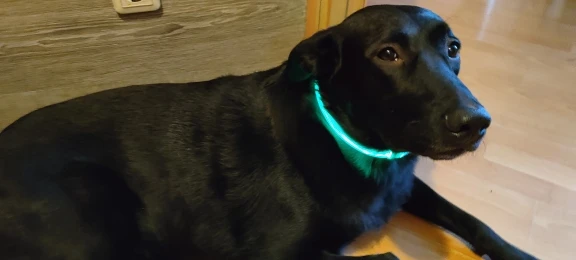 Dog LED-light Collar - Make Your Dog More Outstanding photo review