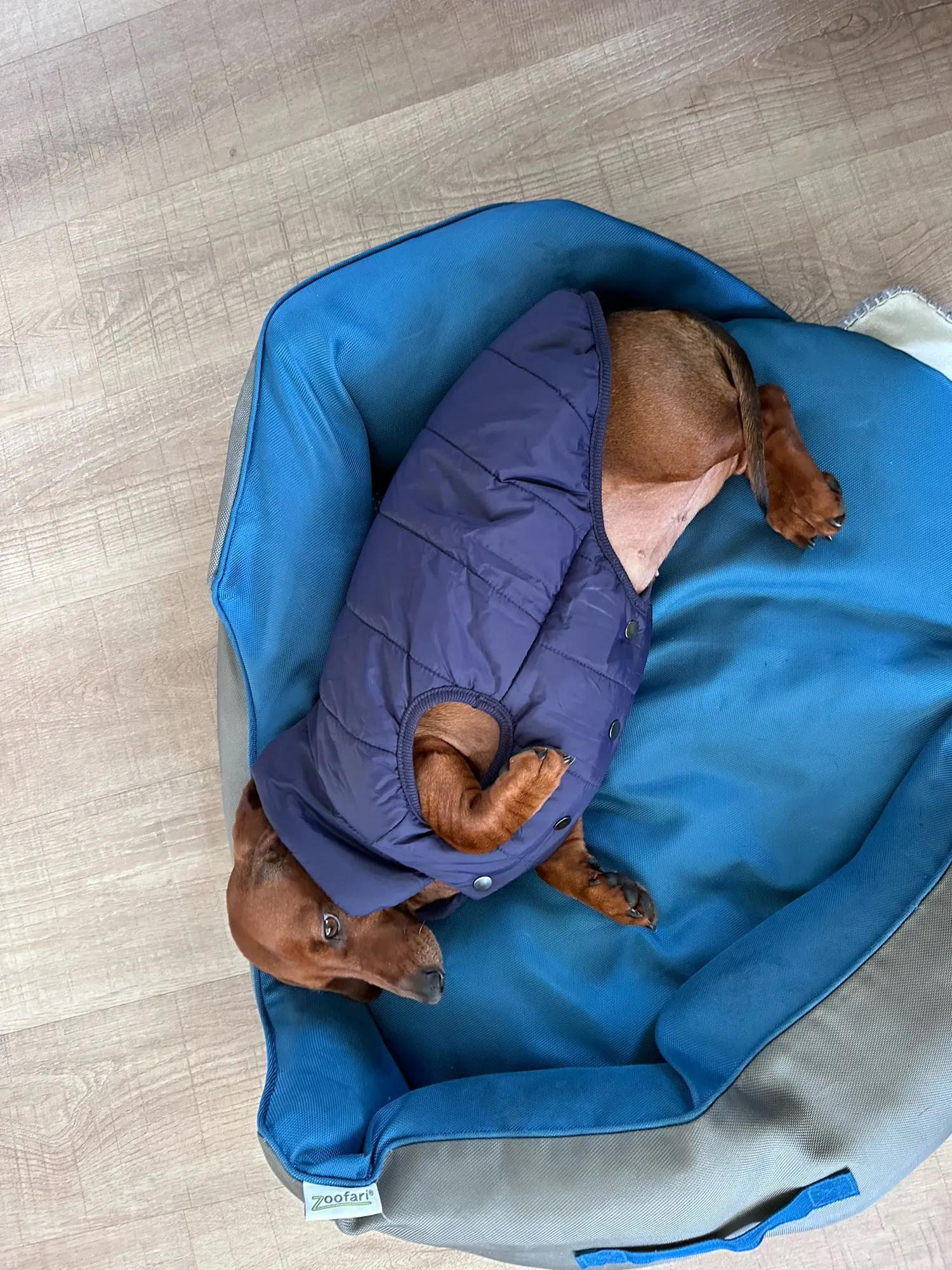 Warm Fleece Vest: Stylish Comfort for Small to Medium Dogs photo review