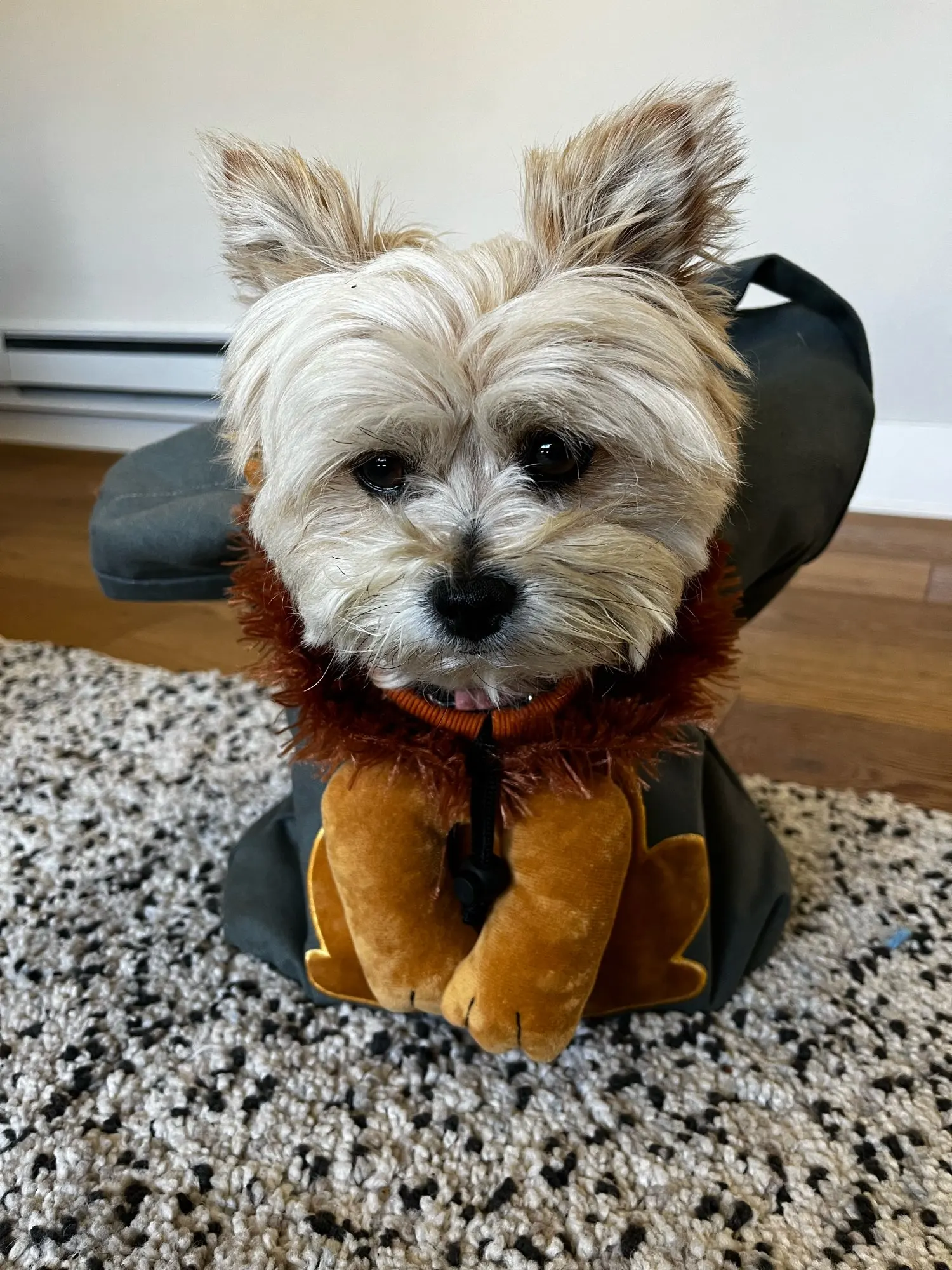 LionShaped Pet Canvas carrying Bag Sunny Traders Club