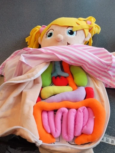 BodilyBuddy™ Anatomy Learning Doll