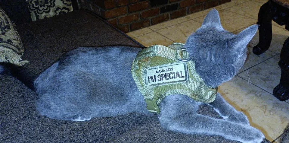 Kitty Commando Harness: Tactical Vest for Small Pets photo review