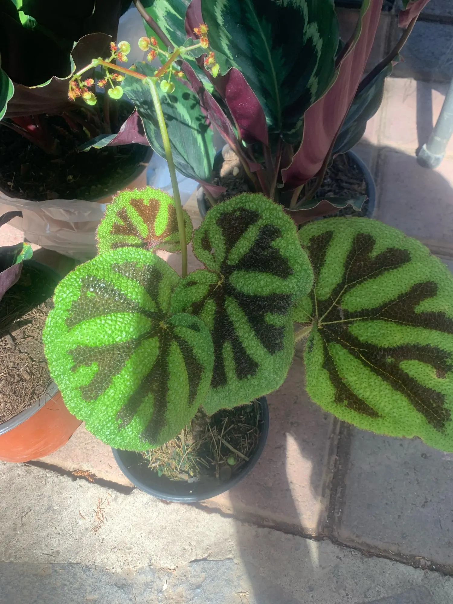 Kuromi Soft Plush Throw Pillow photo review