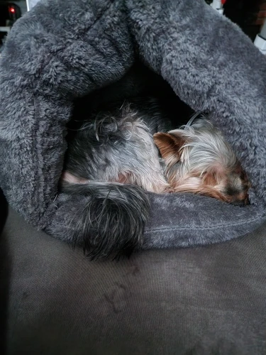 Cozy Haven: Fleece Cat Bed & Tent for Small Dogs and Cats photo review