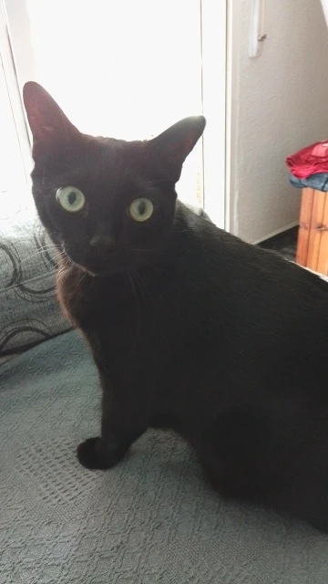 Garnier Whitening Essence photo review