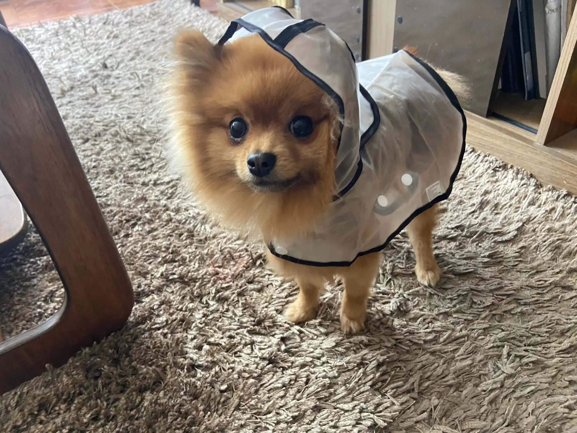Transparent Raincoat - Cloak Style For Dog photo review