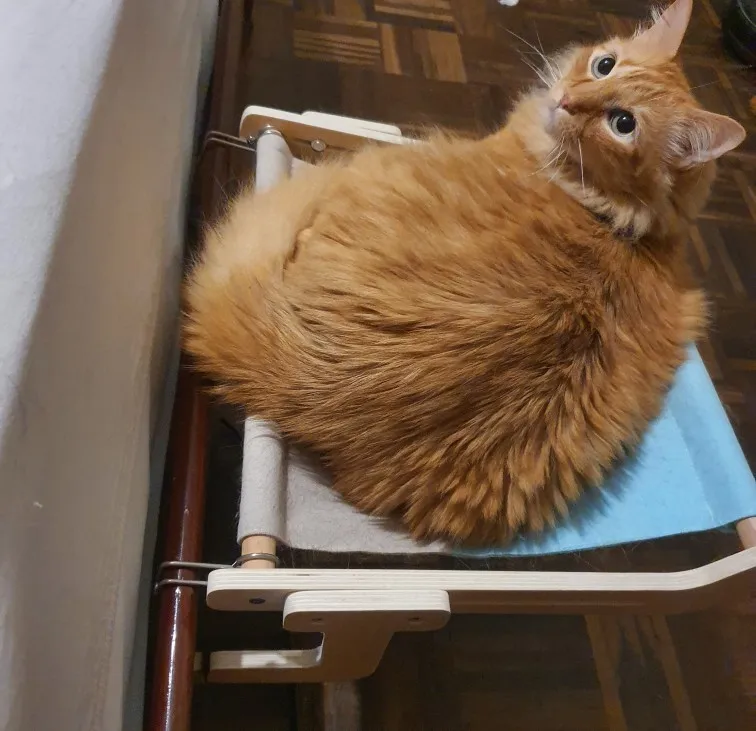 Cozy Cats Hammock Haven: Elevated Comfort for Your Feline Friend photo review