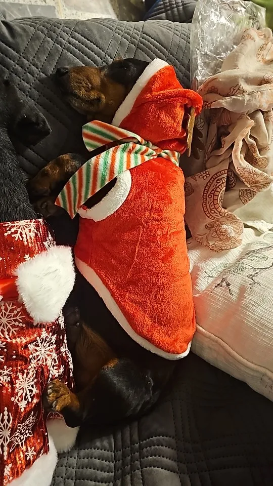 Peture® Reindeer Antlers & Santa Cloak