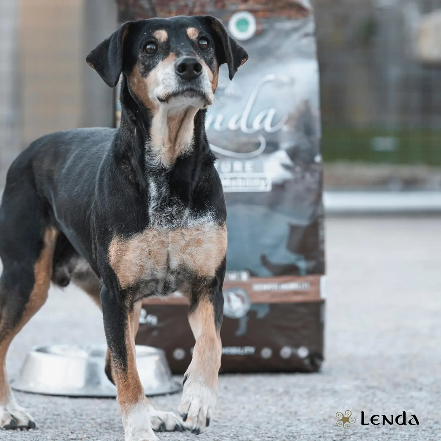 Lenda Senior Mobility - Cibo Naturale per Cani Senior - Ricco di Tacchino e Supporto per le Articolazioni - immagine 2