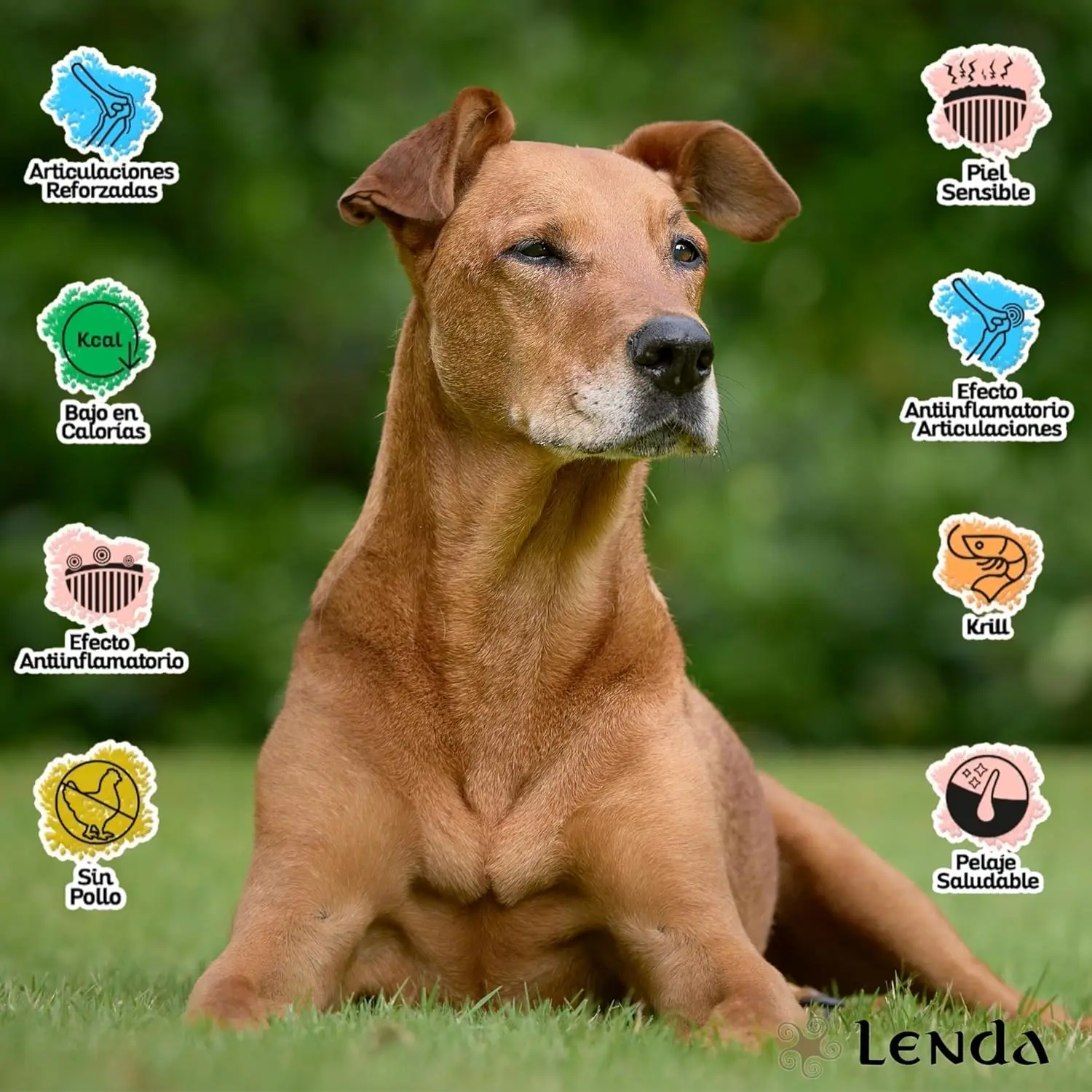 Lenda Senior Mobility - Cibo Naturale per Cani Senior - Ricco di Tacchino e Supporto per le Articolazioni - immagine 8