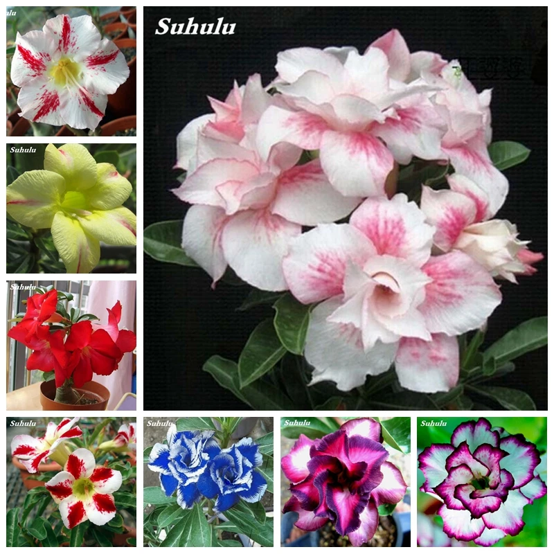 4 шт. adenium Свадебные украшения для дома| |