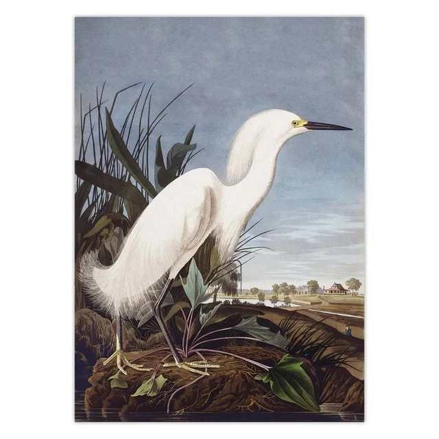 Vintage-Bird-Audubon-Bird-Posters-Pink-Flamingo-Snowy-Owl-Blue-Heron-White-Egret-Painting-Wall-Art.jpg_.webp_640x640 (1)