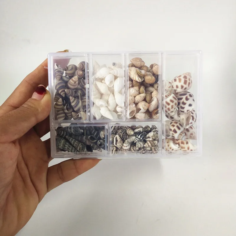 

Hot new 200Pcs/Box Natural name Conch Shells big Conch Corn Screw Wall Decoration DIY Aquarium Landscape Seashells Crafts party