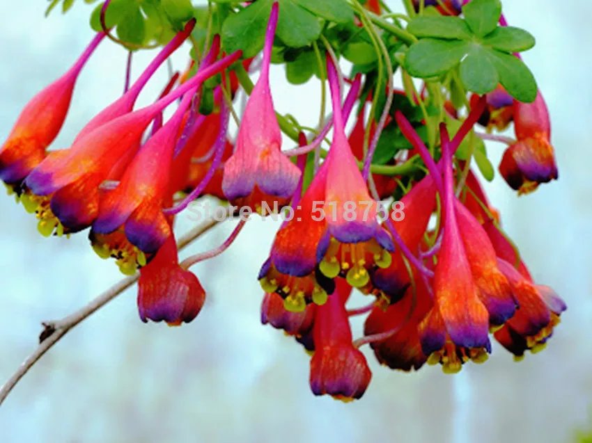Натуральная! 10 шт Свежие Редкие тропеоловые Nasturtium S Easy ing flower S(15-F0023