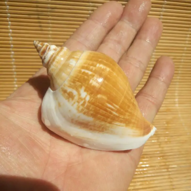 

10pcs natural conch shell rich snail landscaping window design decoration Collection specimen snail