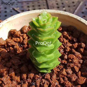 

Ngryise 3Pcs A Set crassula Green Pagoda