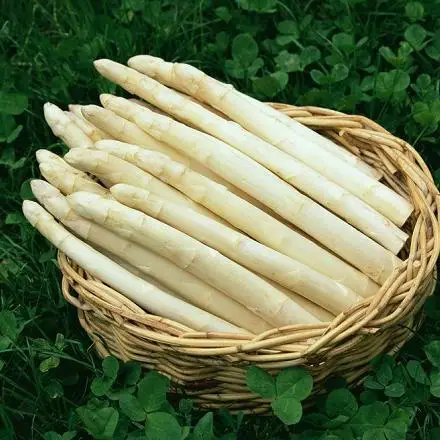 20 шт Свежие Органические спаржа OoHigh yield овощи - Цвет: White