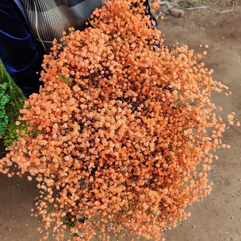 Online Pink Gypsophila Flowers To Buy