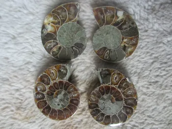 

05205 1 Halves Cut Ammonite Shell Jurrassic Fossil From Madagascar