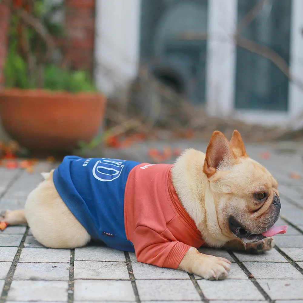 Why Do Dogs Love Wearing Clothes