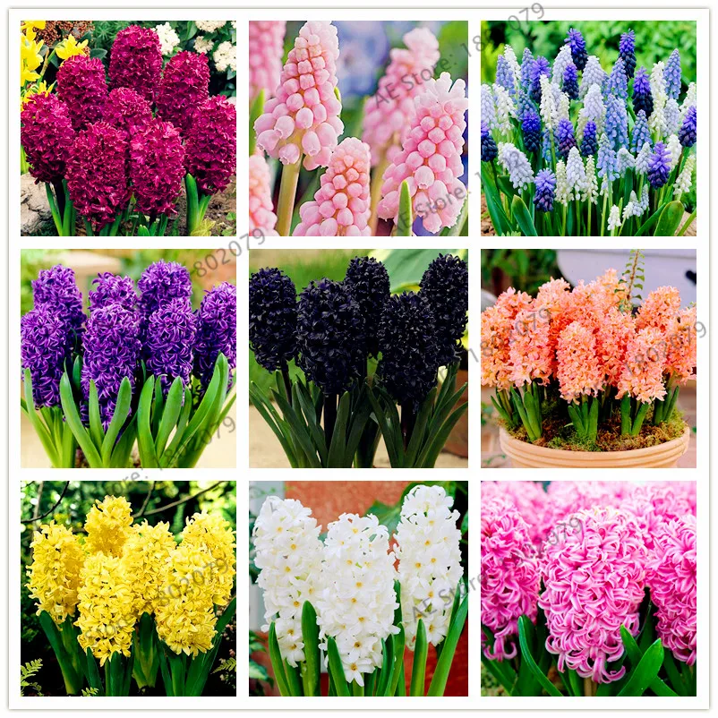 100 шт./пакет новые дешевые гиацинт завода, гиацинт горшечные растения, бонсай Флорес светодиодные фонари для дома и сада